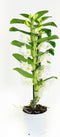 Dendrobium Nobile Apollon 2T – ↨ 60cm – ⌀ 12cm