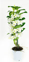 Dendrobium Nobile Apollon 2T – ↨ 60cm – ⌀ 12cm
