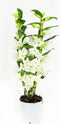 Dendrobium Nobile Apollon 2T – ↨ 60cm – ⌀ 12cm