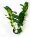 Dendrobium Nobile Apollon 2T – ↨ 60cm – ⌀ 12cm
