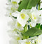 Dendrobium Nobile Apollon 2T – ↨ 60cm – ⌀ 12cm