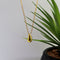 Despora Ketting met druppel - Ketting met hanger - (Zilver 925) Gold-Plated