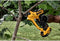 DeWALT DCMPP568N-XJ 18V XR Snoeischaar Basic Body