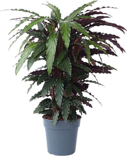 Plant in a Box - Calathea Wavestar XL - Pauwenplant, gebedsplant - ⌀27cm - Hoogte 85-95cm