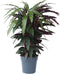 Plant in a Box - Calathea Wavestar XL - Pauwenplant, gebedsplant - ⌀27cm - Hoogte 85-95cm