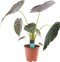 Alocasia Wentii ↨ 65cm - hoge kwaliteit planten