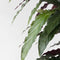 Plant in a Box - Calathea Wavestar XL - Pauwenplant, gebedsplant - ⌀27cm - Hoogte 85-95cm