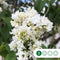Sering 'Mme lemoine' | Syringa vulgaris 'Mme lemoine' | Bomenbezorgd.nl