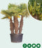 Chinese waaierpalm meerstammig | Trachycarpus fortunei 130-180 cm| Bomenbezorgd.nl