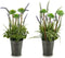 Decoratieve plant Lavendel Metaal Plastic (13 x 40 x 13 cm)