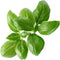Click&Grow navulling Basilic 3pak