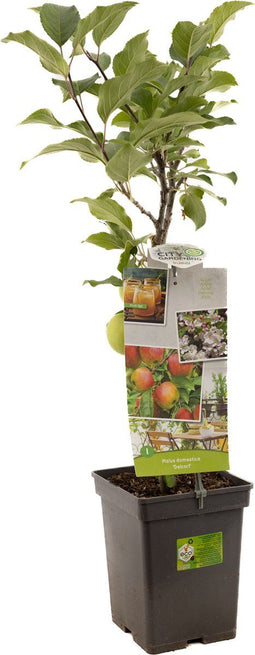 Malus domestica Delcorf | oranjerode handappel | patio