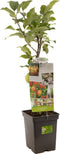 Malus domestica Delcorf | oranjerode handappel | patio