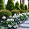 Plant in a Box - Cyclamen persicum 'Metis White' - Set van 3 - Perzische cyclaam - Pot 9cm - Hoogte 10-20cm