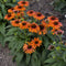 Echinacea 'Sunseekers™ Orange' - Rode zonnehoed - Pot Ø 19 cm (3 liter)