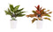 Combi 1 x Aglaonema Maria 1x Aglaonema Crete met Anna white ↨ 25cm - 2 stuks - hoge kwaliteit planten
