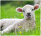 Ravensburger Puzzel Boerderijdieren - Legpuzzel - 2x12 stukjes (2 stuks)