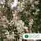Groene treur sierappel | Malus 'Red Jade' 4-8 cm 220 cm| Bomenbezorgd.nl