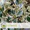 Plant in a Box - Ilex Argentea Marginata - Set van 2 - Groenblijvende tuinplant - kleur uw herfst- en wintertuin - Pot 17cm - Hoogte 25-35cm