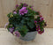 Zinken bakje zomerbloeiers roze dia. 20 cm