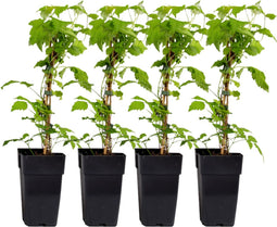 Plant in a Box - Rubus idaeus 'Malling Promise' - Set van 4 - Framboos - Fruitplanten - Struik - ⌀15cm - Hoogte 50-60cm