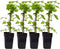 Plant in a Box - Rubus idaeus 'Malling Promise' - Set van 4 - Framboos - Fruitplanten - Struik - ⌀15cm - Hoogte 50-60cm