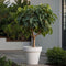 Plant in a Box - Ficus Carica - Fruitboom - Winterharde Vijgenboom - Pot 21cm - Hoogte 70-90cm