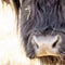 Customize it - Tuinschilderij hooglander zw 70x50