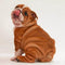 Diamond painting de luxe - 40x40cm - Bulldog - DIY - Diamond painting pakket - Kinderen en volwassenen - Hobbypakket - Sorteerdoos - Pen - Hond - Schilderdoek met hoge resolutie - Kleurrijke volle strass steentjes - Woondecoratie - Ronde steentjes