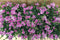 Dianthus Anjer Pink Kisses 8 potjes per tray