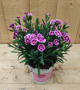 Dianthus Anjer Pink Kisses