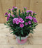 Dianthus Anjer Pink Kisses