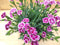 Dianthus Anjer Pink Kisses