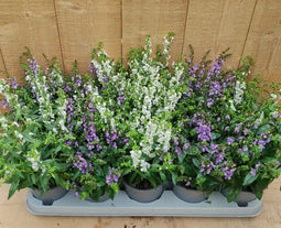 Diascia 10 potjes per tray kleur mix