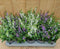 Diascia 10 potjes per tray kleur mix