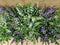 Diascia 10 potjes per tray kleur mix