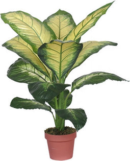 Dieffenbachia dotied 105 cm