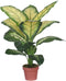 Dieffenbachia dotied 105 cm