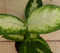 Dieffenbachia Klein