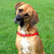 DINGO Easy Walk - dog harness - 42-64 cm