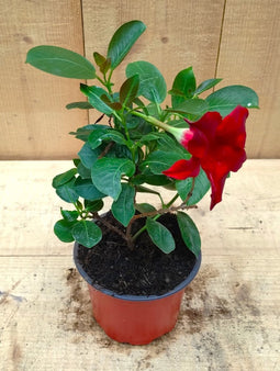 Dipladenia Mandevilla Sundaville mini kleur rood