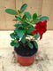 Dipladenia Mandevilla Sundaville mini kleur rood