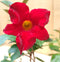 Dipladenia Mandevilla Sundaville mini kleur rood