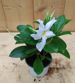 Dipladenia Mandevilla Sundaville mini kleur wit