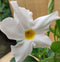 Dipladenia Mandevilla Sundaville mini kleur wit