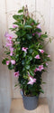Dipladenia Mandevilla Sundaville roze 140 cm