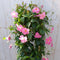 Dipladenia Mandevilla Sundaville roze 140 cm
