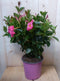 Dipladenia Mandevilla Sundaville roze h30 cm