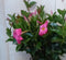 Dipladenia Mandevilla Sundaville roze h30 cm
