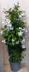 Dipladenia Mandevilla Sundaville wit 140 cm